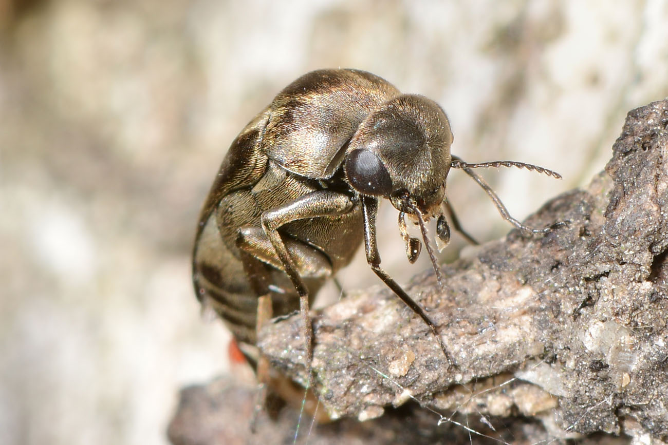 Mordellidae: Tomoxia bucephala